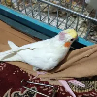 طوطی عروس هلندی جوجه