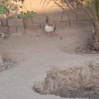 غاز و اردک|حیوانات مزرعه|مهران (هرمزگان), |دیوار