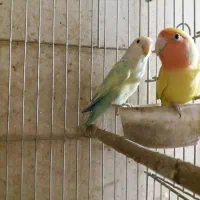 جفت مولد طوطی برزیلی