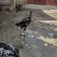 فروش مرغ لاری