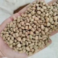 لوبیا آشی ریزه