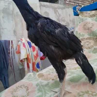 خروس لاری اوشامو