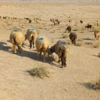 35 راس میش ترکی بختیاری آبستن|حیوانات مزرعه|کازرون, |دیوار