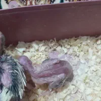 جوجه عروس هلندی