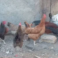 مرغ وخروس روستایی جوان|حیوانات مزرعه|مرند, |دیوار