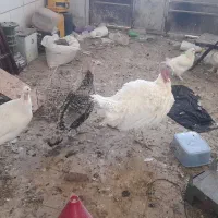 فروش بوقلمون