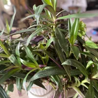 گل طبیعی|گل و گیاه طبیعی|ارومیه, |دیوار