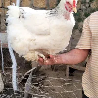 مرغ و خروس اصالت دار