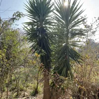 یوکا بلند ۳.۵ متر|گل و گیاه طبیعی|تالش, هشتپر|دیوار