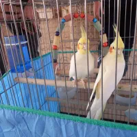 عروس هلندی جفت لوتیتو کینگ سایز خوشگل ، قفس ۱۰۳۳