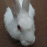 بچه خرگوش چش ابی|موش و خرگوش|تایباد, |دیوار