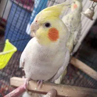 عروس هلندی