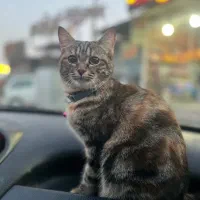 گربه گمشده|گربه|یزد, |دیوار