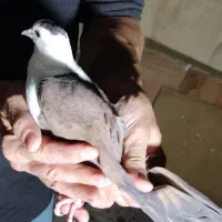 کفتر پرشی و رنگی|پرنده|تهران, شوش|دیوار