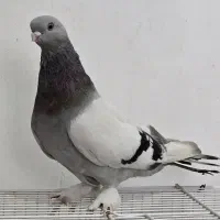 دوجفت سبز کاغذی|پرنده|دوگنبدان, |دیوار