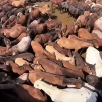 خریدوفروش انواع اسب پالونی