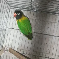 انواع کوتوله