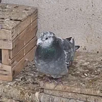 پلاکی غریب|پرنده|کرمان, |دیوار