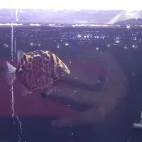 ماهی گرین اسکات