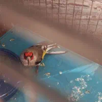 سهره یا سقا بافتی نر گل بلند