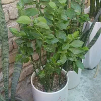 گل بابا آدم|گل و گیاه طبیعی|سرپل ذهاب, |دیوار