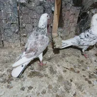 کفتر بوم حراج|حراج|مشهد, ایثار|دیوار