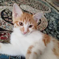 واگذاری یک عدد گربه 8 ماهه رایگان
