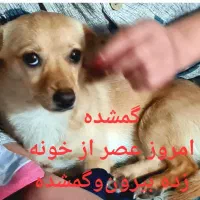 گمشده سگی خانگی و کاملا عادت به خانه داره