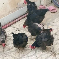 مرغ سیاه محلی سنگین بشرط تخم 300فوری