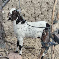 تروشت گواهتگ|حیوانات مزرعه|سراوان, |دیوار