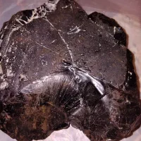 مومنایی(شیلاجیت)