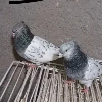 کبوتر کله سینه والمانی