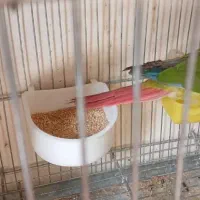 طوطی کوتوله برزیلی مولد ملنگو جفت وتکی|پرنده|خمینیشهر, |دیوار