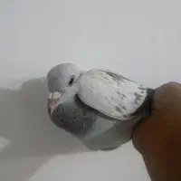 بدرنگ خوشگل
