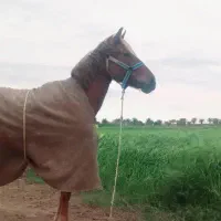 اسب ماده