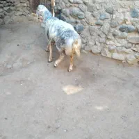 برە قوچ ۷ ماهە پلنگی