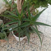 گل طبیعی|گل و گیاه طبیعی|اصفهان, اندوان|دیوار