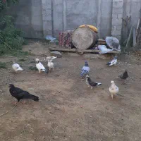 کبوتر|پرنده|گرمی, |دیوار