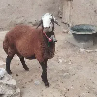 بره قوچ افشاری