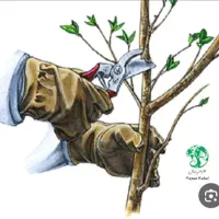 حرص دختان میوه