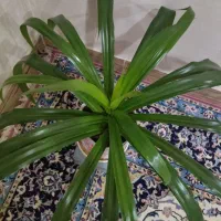 گل وگلدان|گل و گیاه طبیعی|ننور, |دیوار