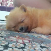 پرورش حیوان اهلی