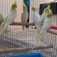 عروس هلندی