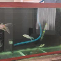 آکواریوم 150 لیتری