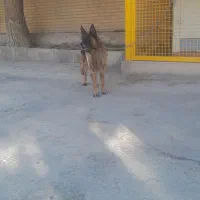 سگ ژرمن اصل حرف گوش کن  مهربان