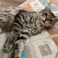 گربه|گربه|تهران, صادقیه|دیوار