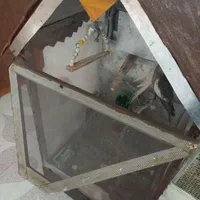 عروس هلندی|پرنده|فردوس (خراسان), |دیوار