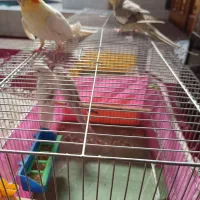 فروش عروس هلندی فول دستی  لوتینو و سینامو