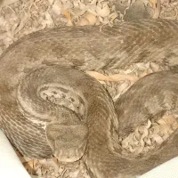 مبارزه با انواع جوندگان و خزندگان سمی و غیر سمی