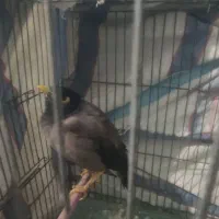 5عدد مرغ عشق و1عدد مینا به فروش می‌رسد